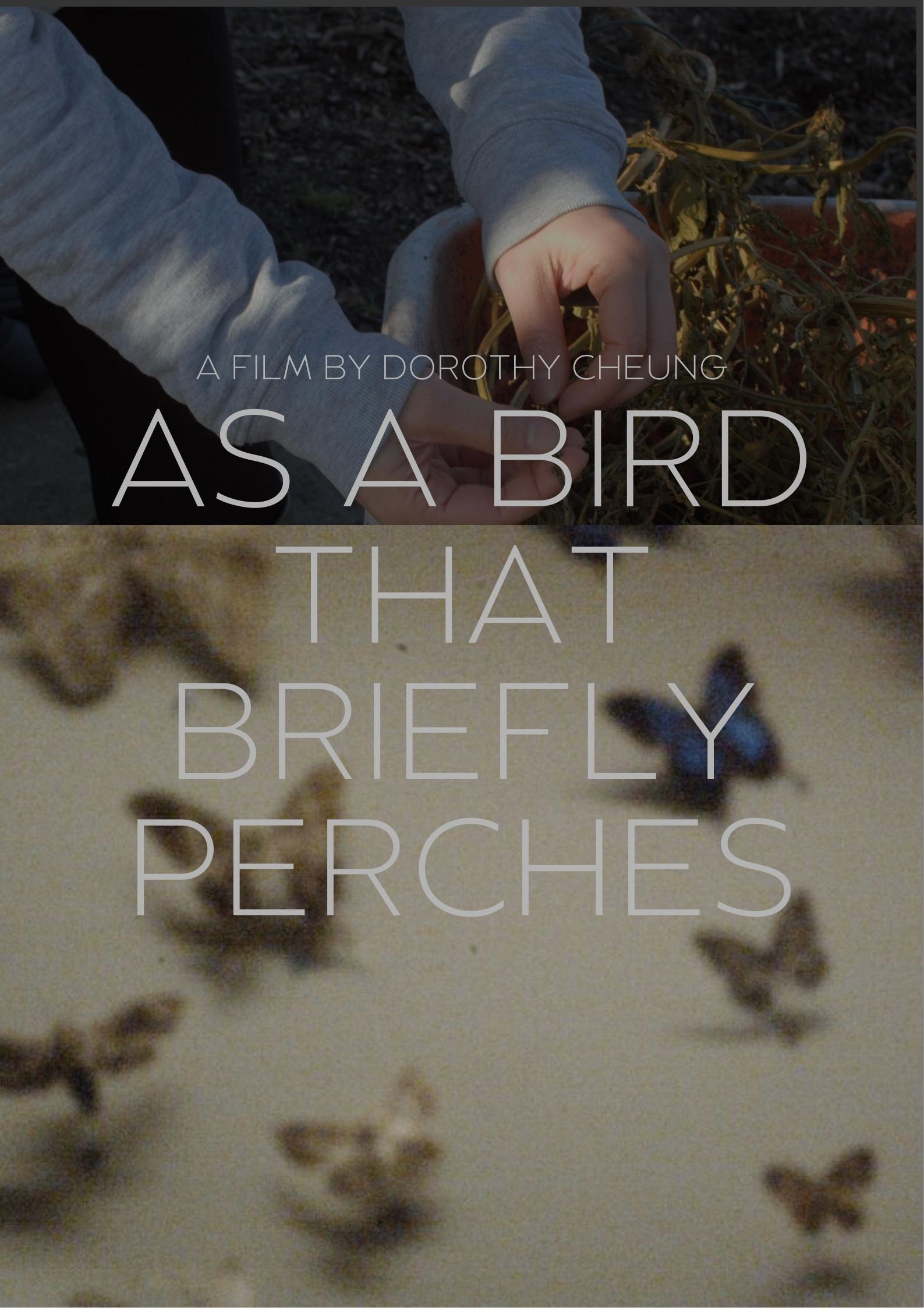 as a bird that briefly perches poster