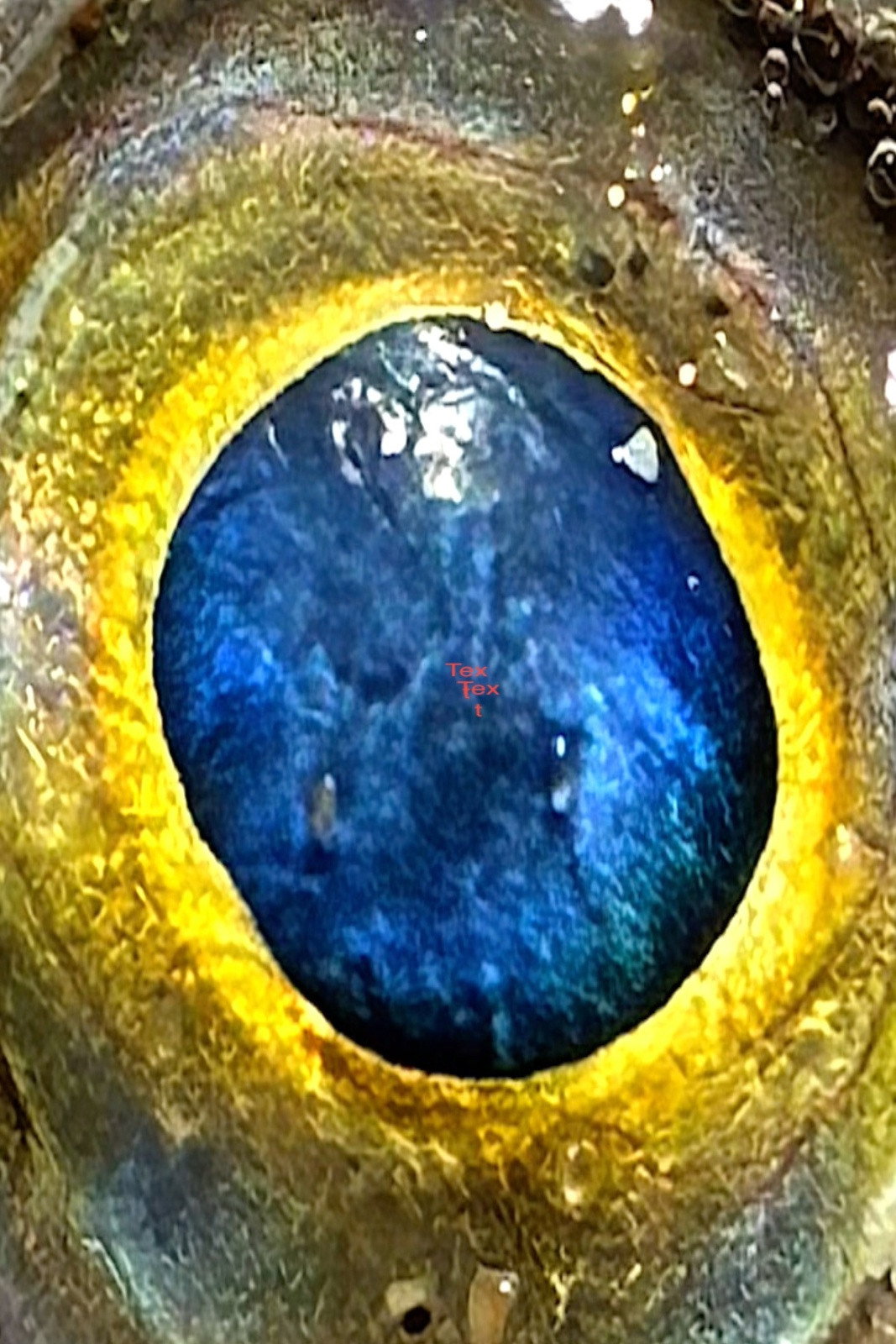 deadeye poster