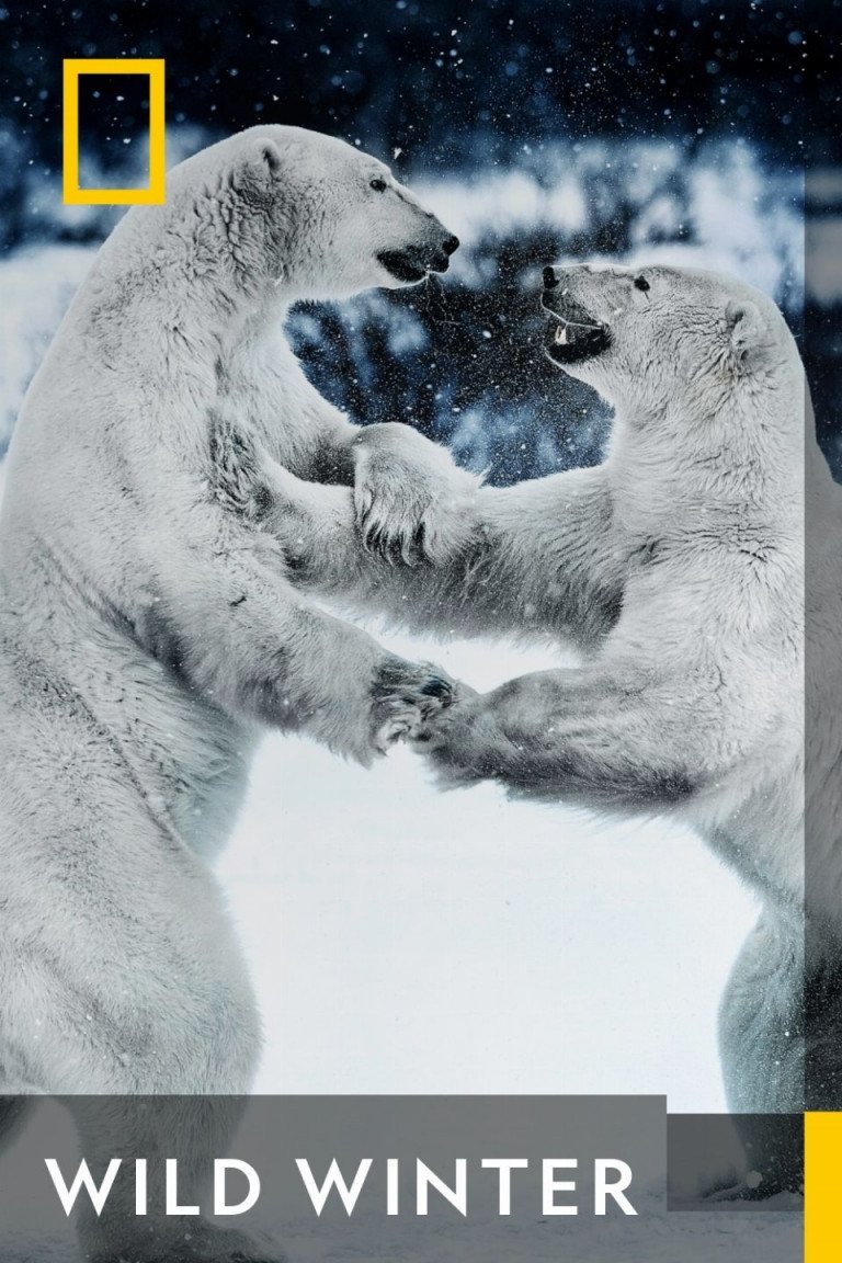 Wild Winter poster