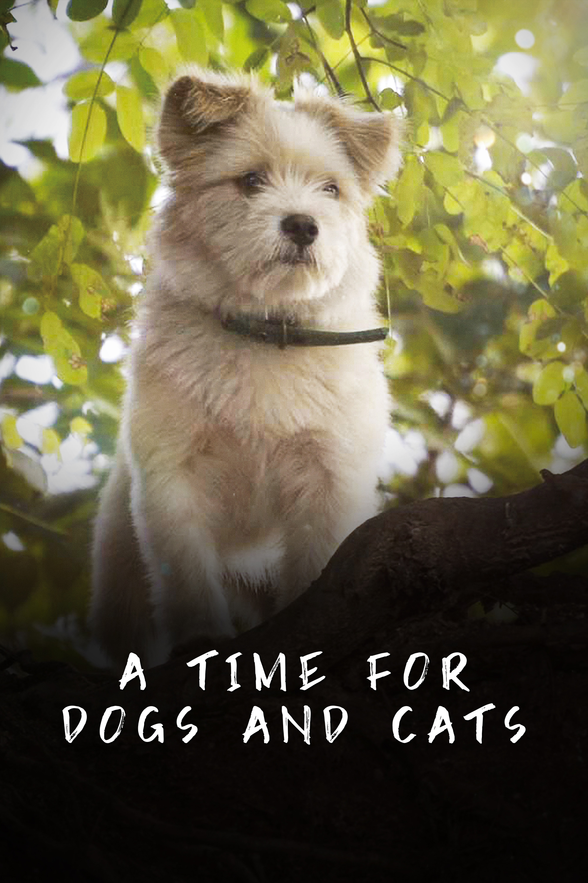 A Time for Dogs and Cats poster