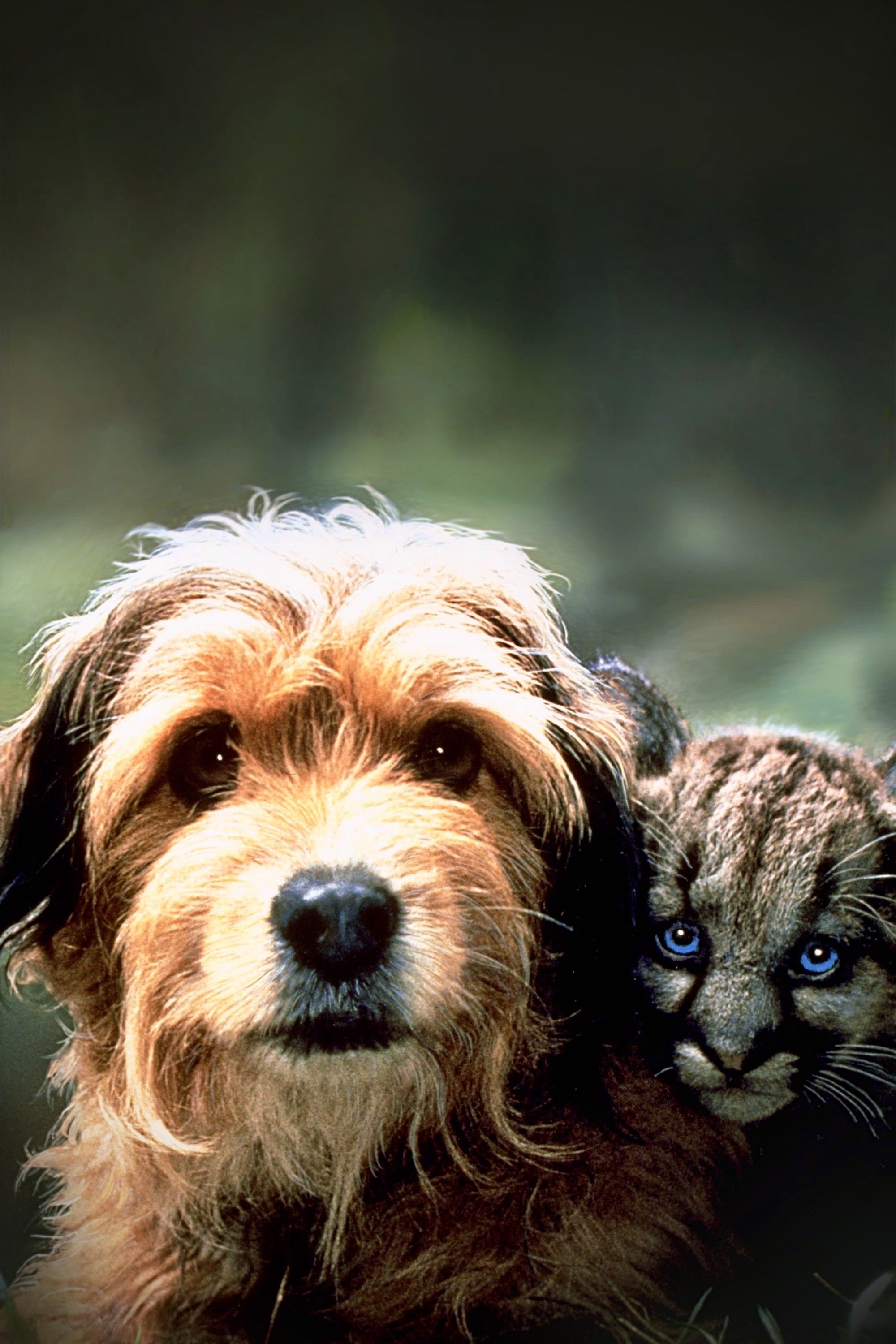 Benji the Hunted poster