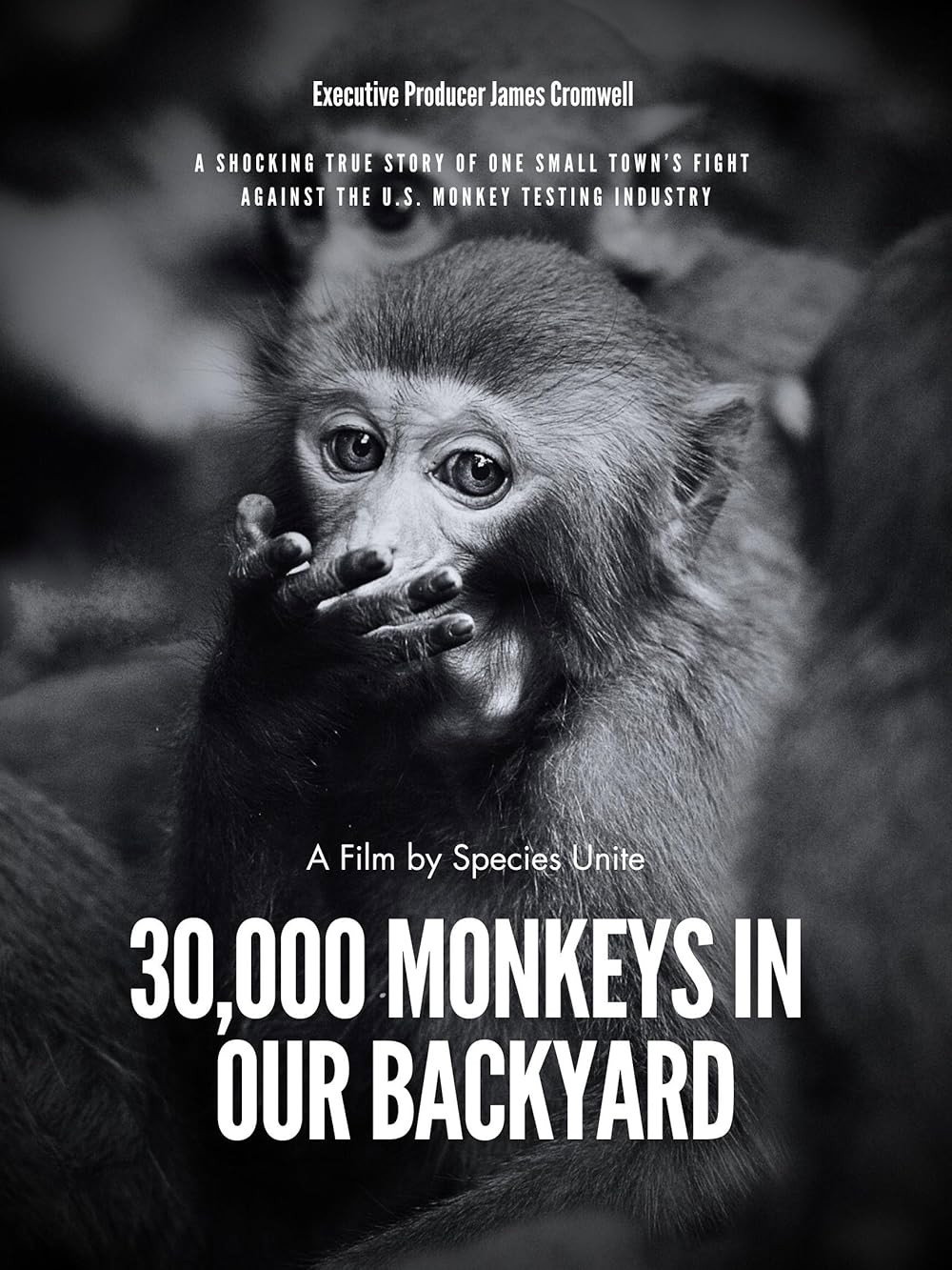30,000 Monkeys in Our Backyard poster