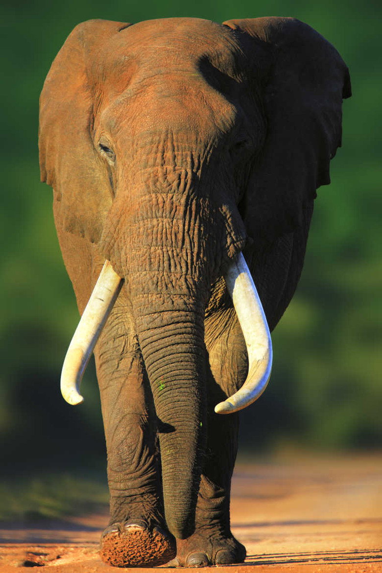 Wildlife Südafrika 3D - Big Five poster