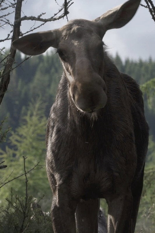 AMOOSED: a moose odyssey poster