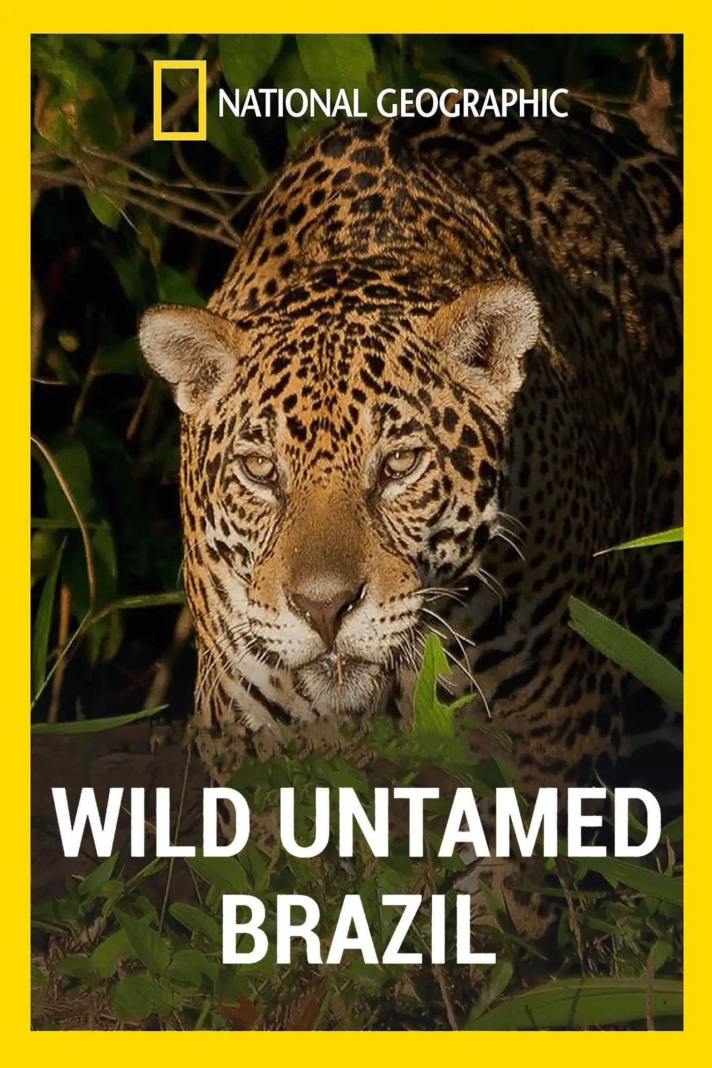 Wild Untamed Brazil poster