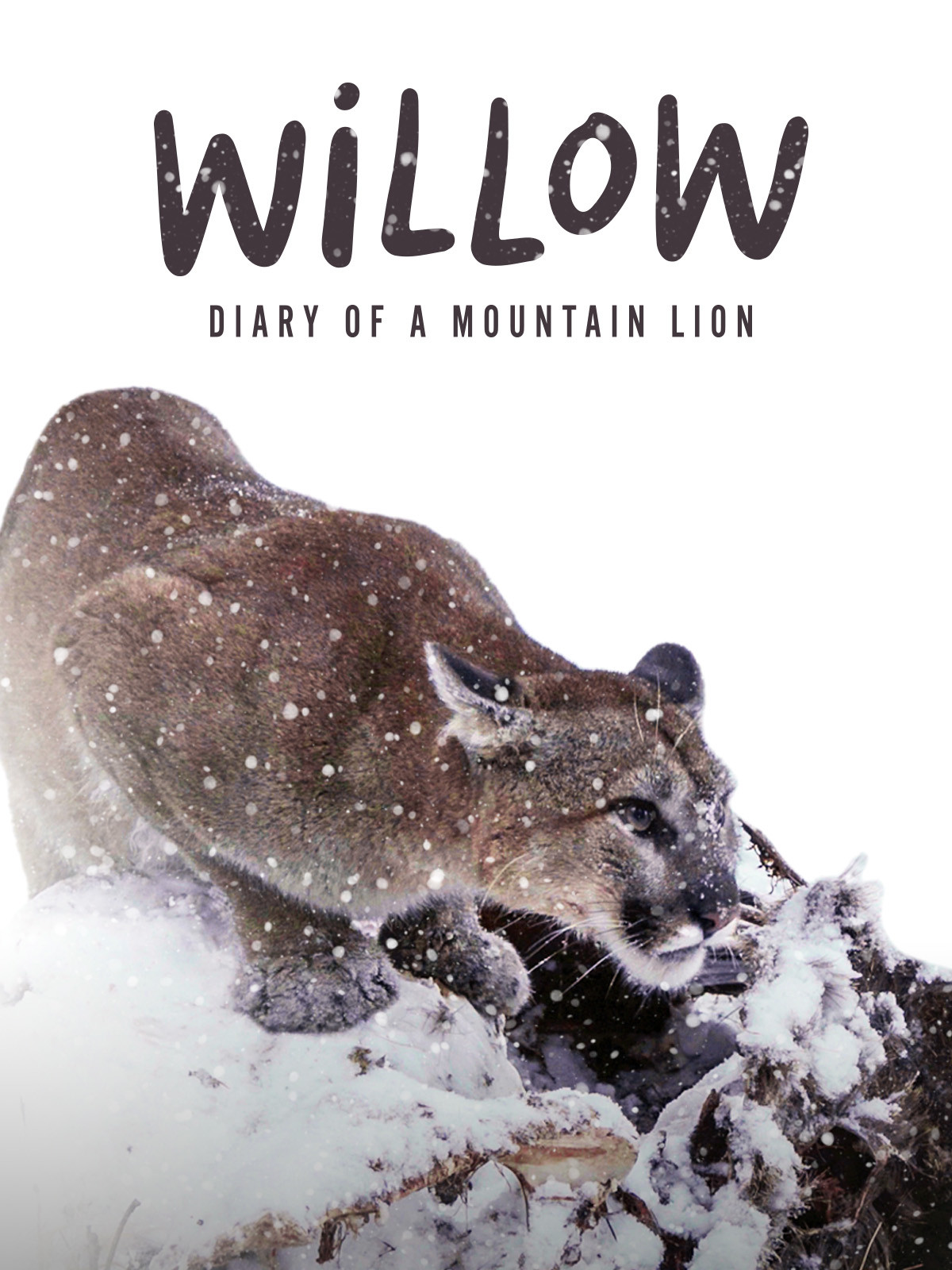 Willow: Diary of a Mountain Lion poster