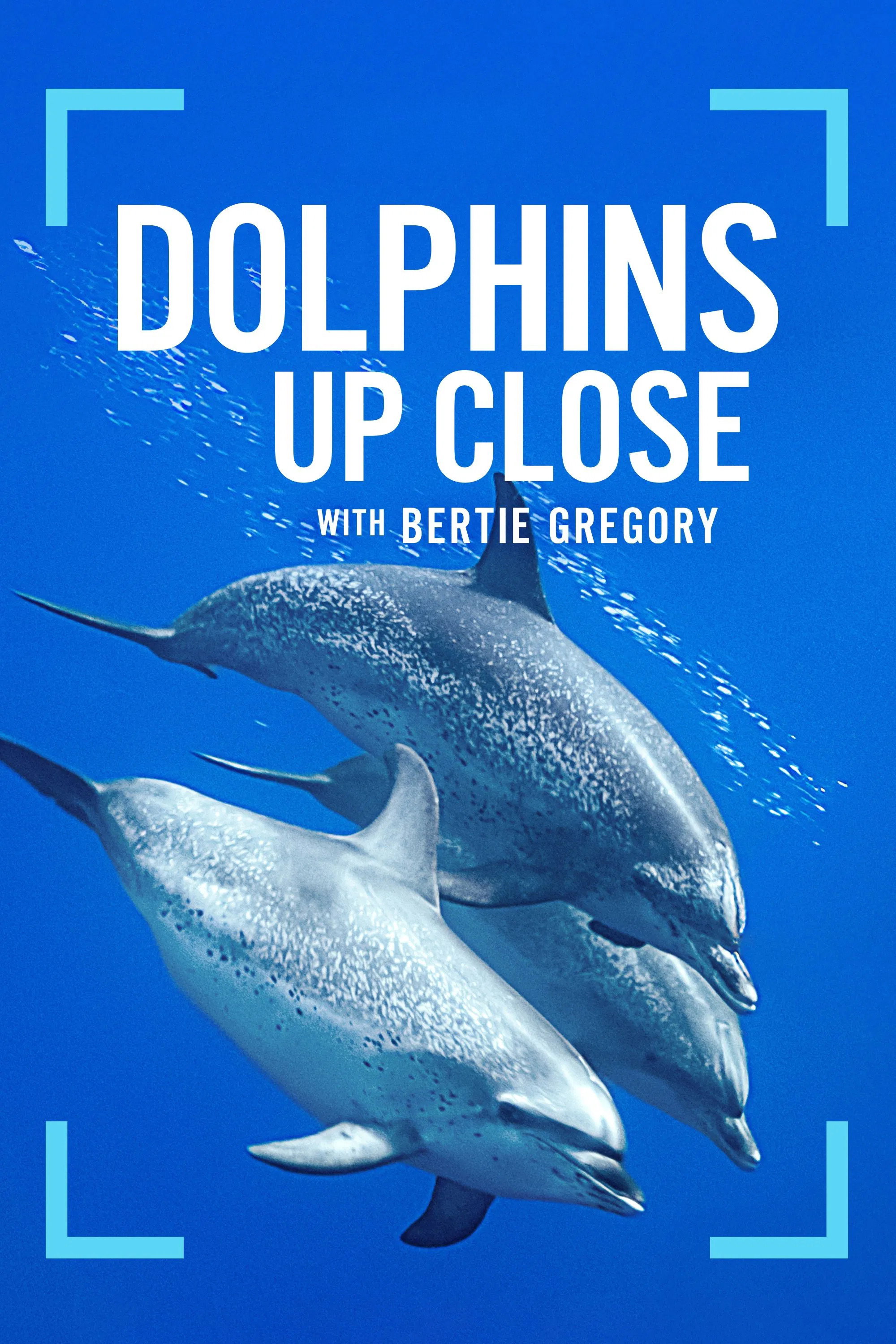 Dolphins Up Close with Bertie Gregory poster