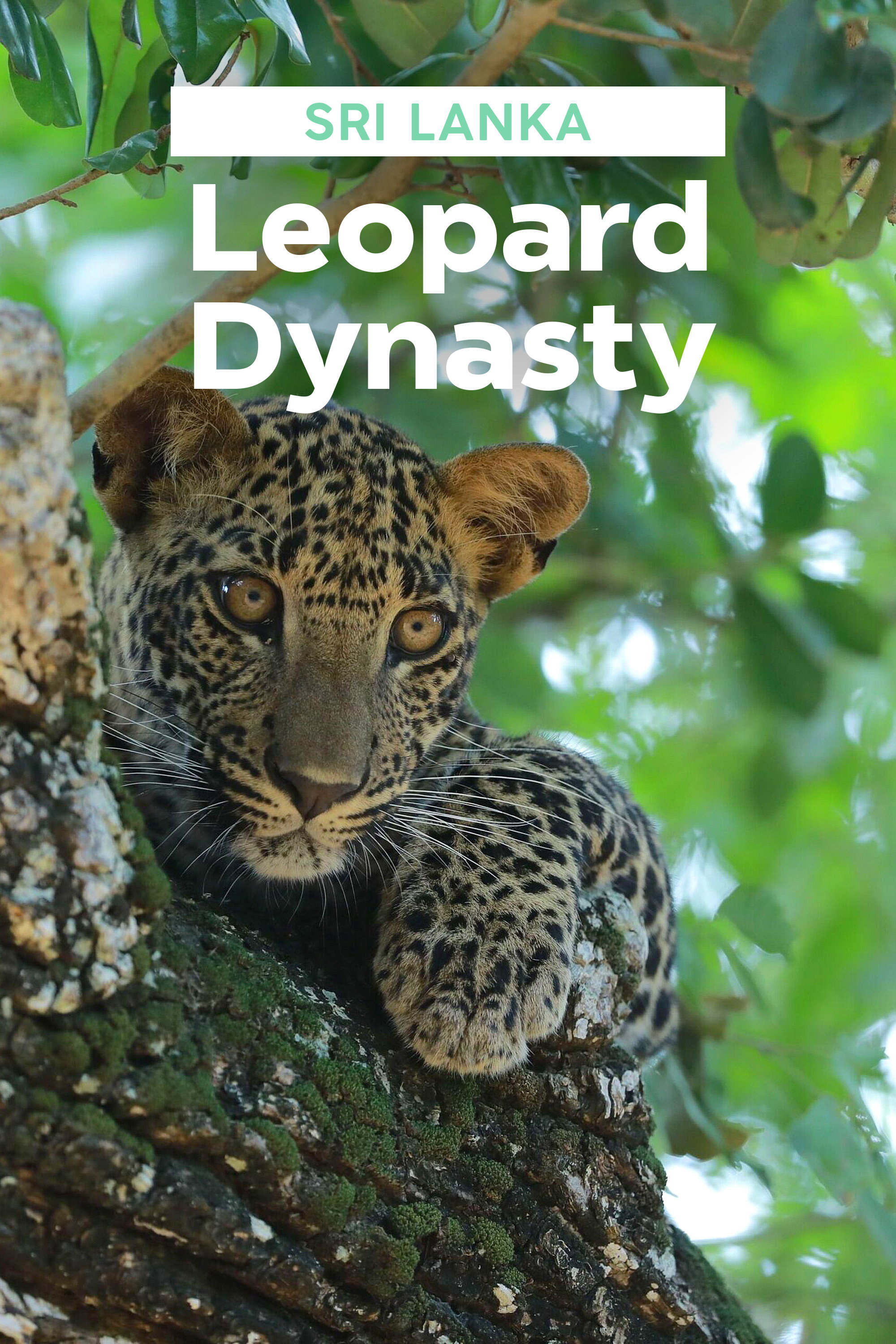 Sri Lanka: Leopard Dynasty poster