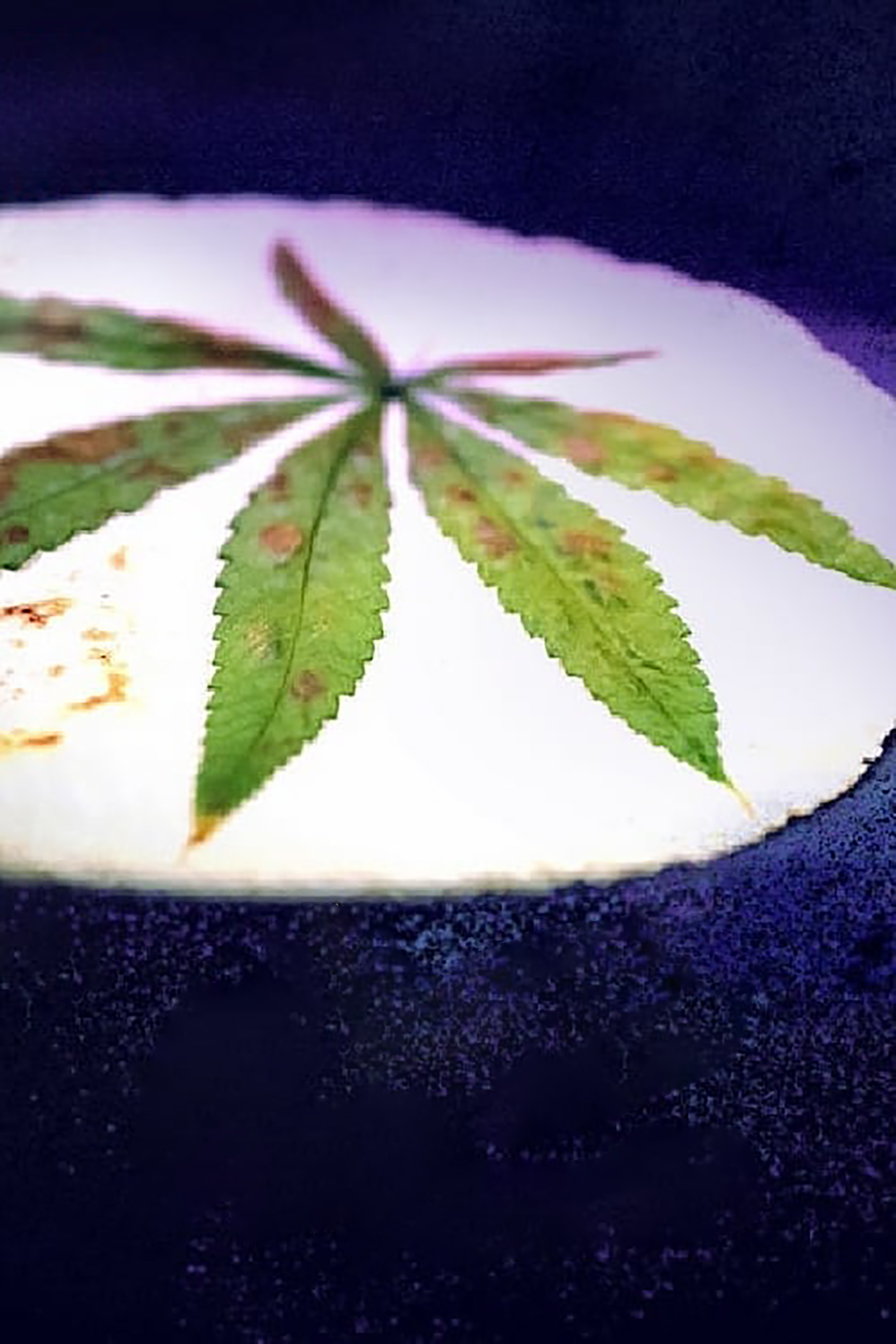 Cooked With Cannabis poster