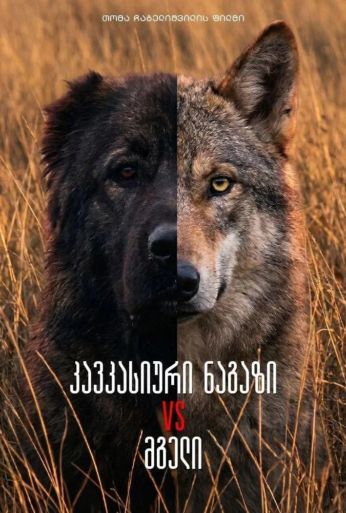 კავკასიური ნაგაზი მგლის წინააღმდეგ poster